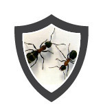 Optimum Pest Control Pic 5 - Ant Treatments with warranties