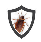 Optimum Pest Control Pic 1 - Cockroach Treatments