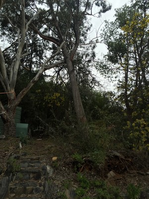 Leo's Tree & Tower Service Pic 5 - Tree fell over in wind storm