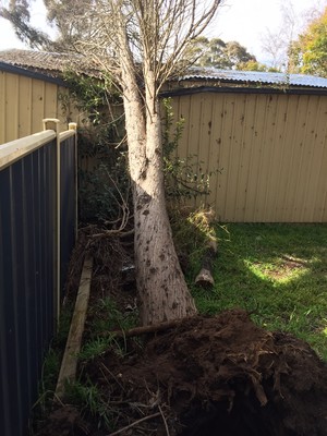 Leo's Tree & Tower Service Pic 4 - Tree fell over in a wind storm