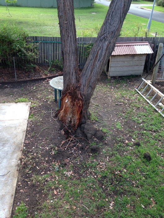 Leo's Tree & Tower Service Pic 1 - Tree about to split