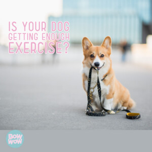 Bow Wow & Co Pic 3 - Does your pup need more exercise but there isnt enough time in your day Call one of our pawsome team at Bow Wow Co to walk your pup while you are at work