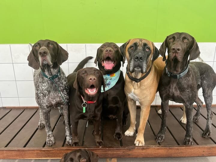 Kip Bayswater Dog Daycare Pic 1