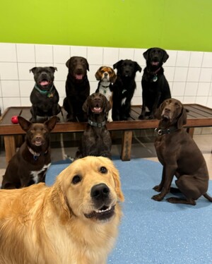 Kip Bayswater Dog Daycare Pic 2