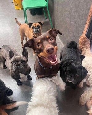 Kip Bayswater Dog Daycare Pic 3