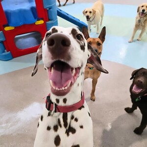 Kip Bayswater Dog Daycare Pic 4