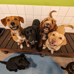 Kip Bayswater Dog Daycare Pic 5