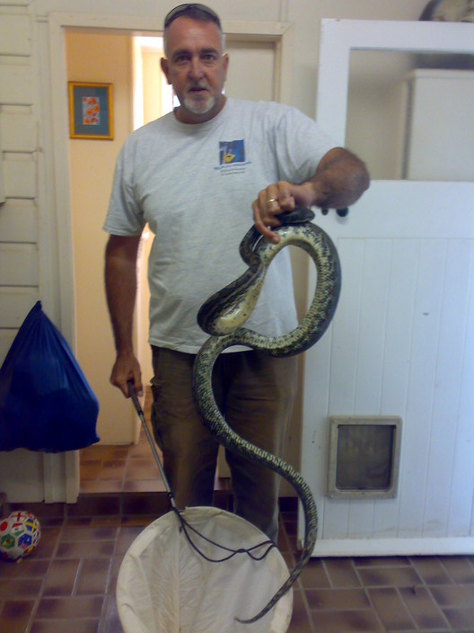 Wildlife Answers Pic 1 - Mark remoing a capet python from a house