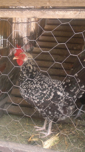 Lake Macquarie Home Management Pic 5 - Chook Feeding