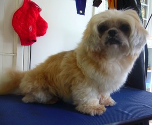 All Paws Pet Grooming Pic 3 - After