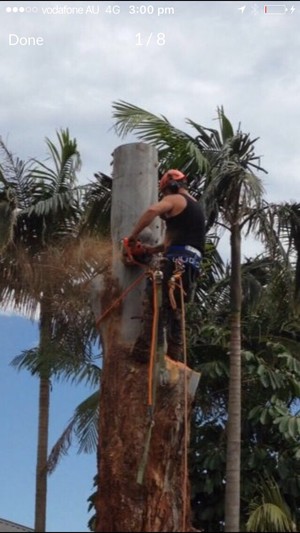 Arbor Bizz Tree Services Pic 5