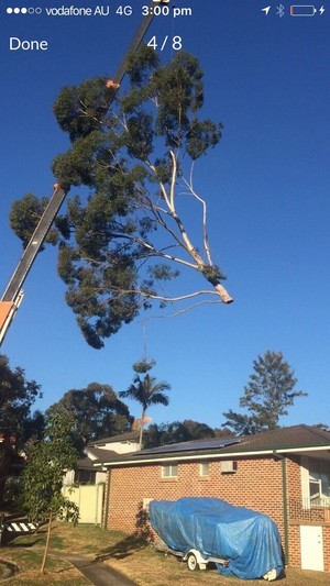 Arbor Bizz Tree Services Pic 4