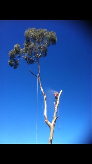 Arbor Bizz Tree Services Pic 3