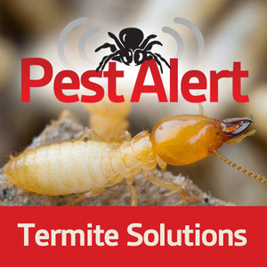 Pest Alert Pic 3