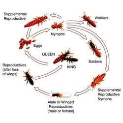 Pest Management and Termite Solutions Pic 5