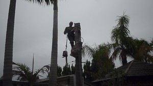 J & B Tree Service Pic 5