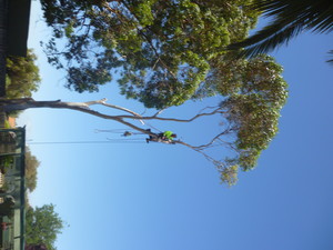 J & B Tree Service Pic 4