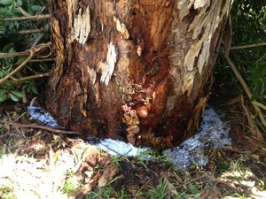 Evicted Pest Control Pic 3 - Tree treated for active termites with Bifenthrin termidicide