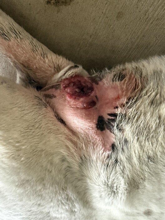 Bent Street Vet Pic 2 - Hemangiosarcoma