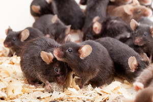 Quinns Districts Pest Management Pic 3 - Inclement weather during the Winter months will drive rats and mice into houses for warmth protection and for easy pickings of food They are noisy at night and can destroy electrical wiring Call Amanda or Geof 93058992