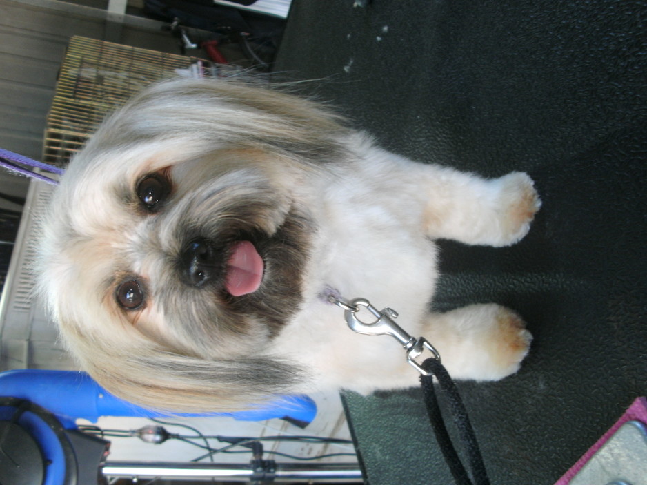 Pawz A While Dog Grooming Pic 1