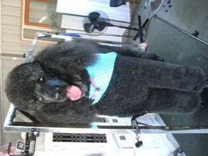 Pawz A While Dog Grooming Pic 2