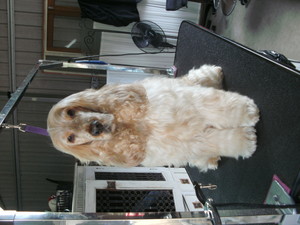 Pawz A While Dog Grooming Pic 3