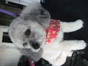 Pawz A While Dog Grooming Pic 4