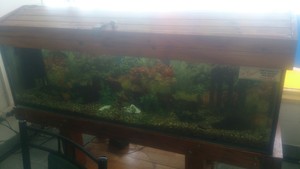 Dalton Village Fish & Chips Pic 2 - A Fish Tank