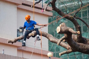 Blacktown Tree Services Pic 3