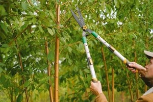 Blacktown Tree Services Pic 4