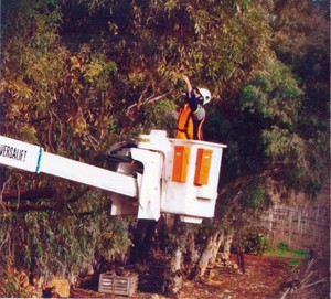 Riverland High Works Pic 2 - Tree trimming and removal lopping from Elevated work platform