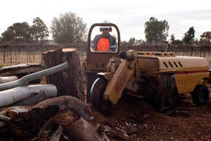 Riverland High Works Pic 5 - Tree stump grinding to 200mm below ground level