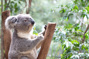 Featherdale Wildlife Park Pic 3