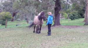 Ballarat Equine Assisted Psychotherapy Pic 3