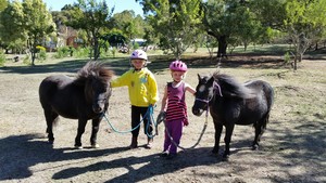 Ballarat Equine Assisted Psychotherapy Pic 4