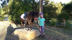 Ballarat Equine Assisted Psychotherapy Pic 5