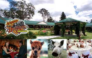 The Bearded Dragon Boutique Hotel Pic 1 - Bearded Dragon Hotel Tamborine Stay Play a while