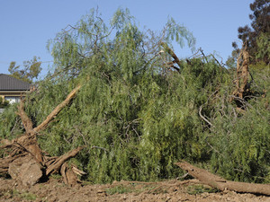 Platinum Industrial and Property Services Pic 5 - tree removal Petersham tree removal Leichhardt bobcat hire Leichhardt Glebe rubbish removal Sydney Inner West Western Sydney land clearing