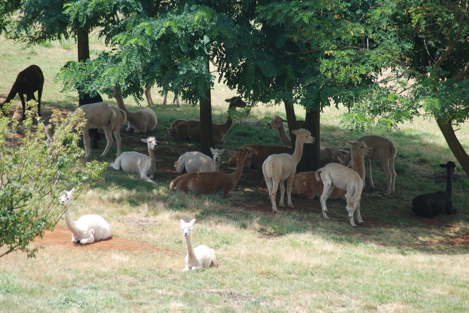 Moresby Farm Alpacas Pic 1 - Add a caption