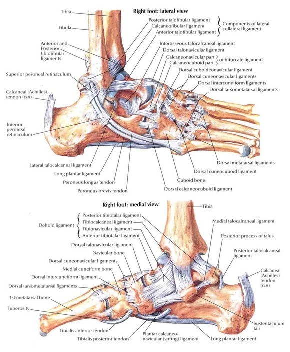 Fred Walton Pic 1 - Spots injuries Ankle Knees shoulder etc