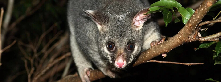 City Wide Possum Removal Brisbane Pic 1