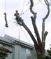 Jacks Trees Pic 3 - tree trimming