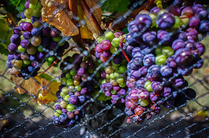 Frogmore Creek Pic 3 - Netted grapes