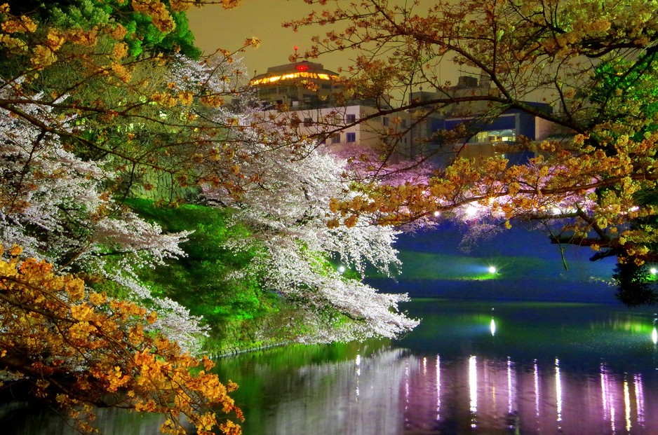 A&C Tours Japan Pic 1 - Night time cherry blossoms sakura in Japan Join our Sakura Spring Tour 2018 to enjoy this view for yourself