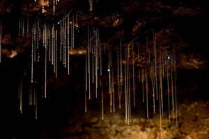 Glow Worm Caves Tamborine Mountain Pic 2 - See hundreds of beautiful glowing glow worms from our caves