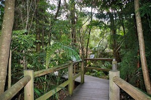 Glow Worm Caves Tamborine Mountain Pic 3 - Take a short stroll along the boardwalk through the rainforest on your way to the glow worm caves