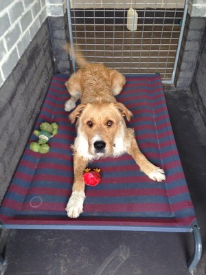 Ashby Lodge Boarding Kennels Pic 3