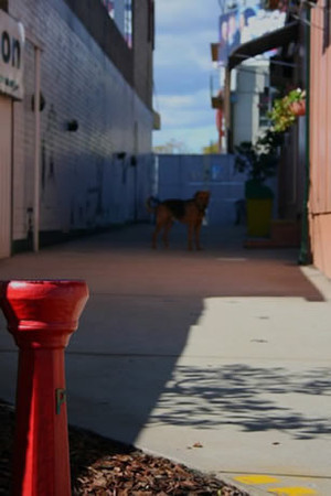 Liverpool Veterinary Hospital Pic 3