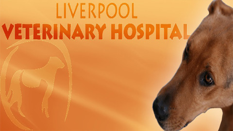 Liverpool Veterinary Hospital Pic 1